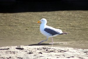 Gull wadding at Pudding Beach