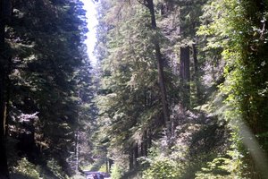 Redwoods on Hwy 101