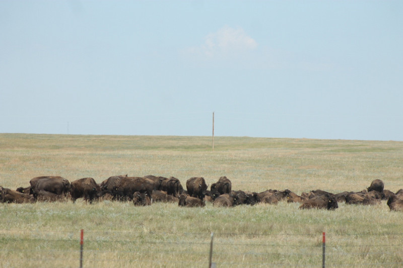 Bison Herd in South Dakota
