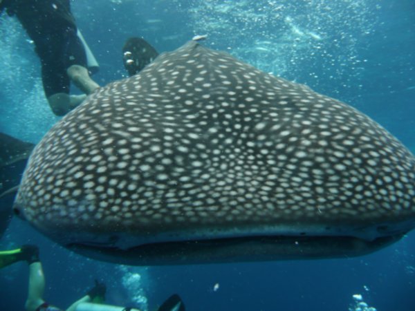 the whale shark about to eat me!