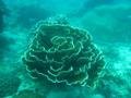 Funnel coral