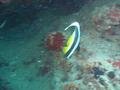 Longfish Bannerfish