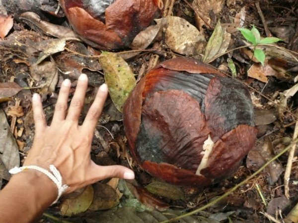 This is the rafflesia flower before blossom