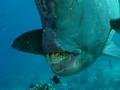 mouth of a bumphead parrotfish