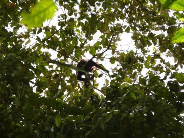 you may not see it but up there in the tree there is an orangutan 