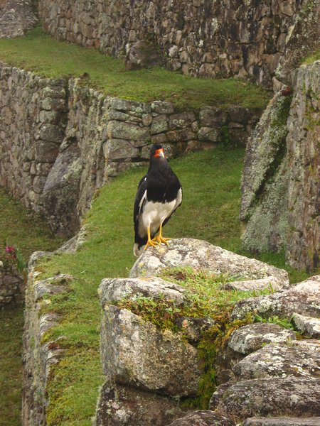 one of the inhabitants of Machu Pichu