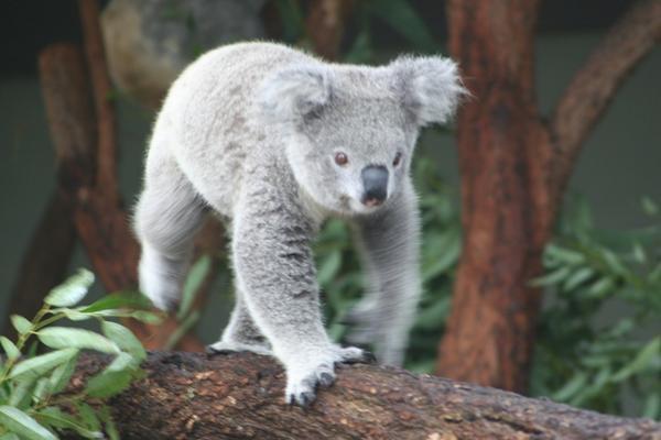 Koala in action