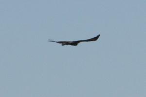 Widge tail eagle