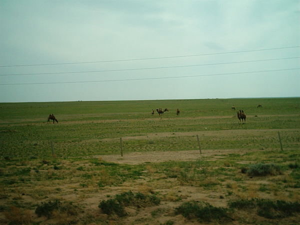 Wild camels