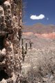 A cactus view