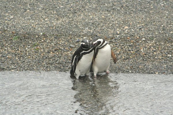 Pinguins having duo-fun!