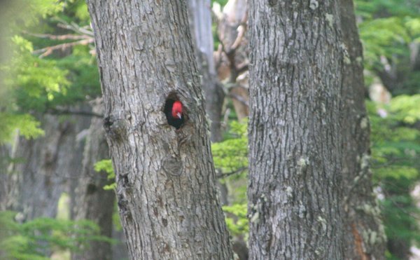 Woody the woodpecker