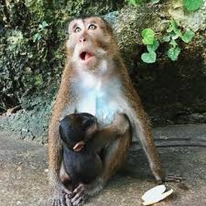 mommy monkey w/ her baby