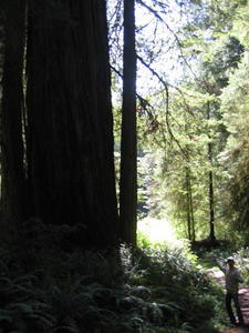 redwoods1