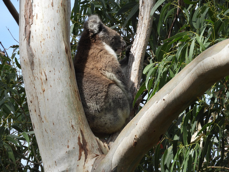 Koala in Belair National Park 