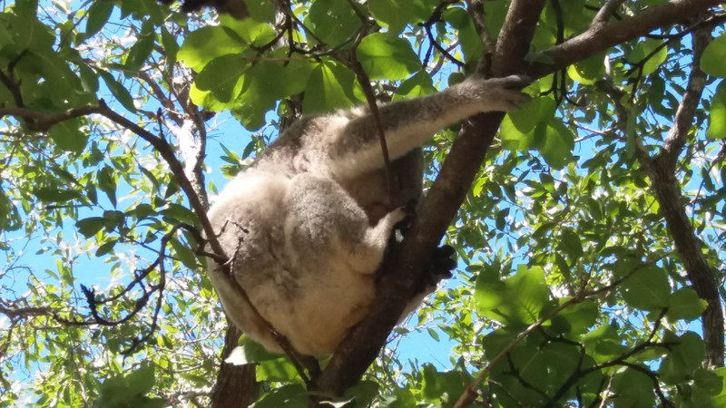 Koala along the Fort Walk on Magnetic Island