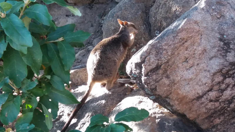 Rock wallaby on Magnetic Island