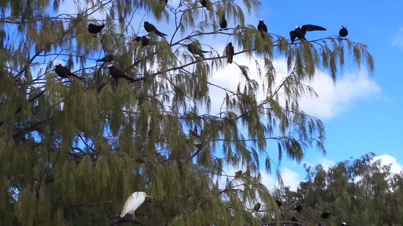 Black noddy terns and a white egret