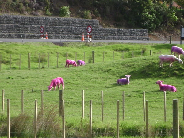 Pink and Purple sheep