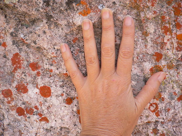 lichen/hand