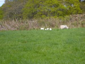 Adorable lambs
