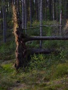 Fallen trees with roots