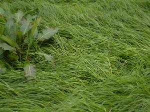 Long grass