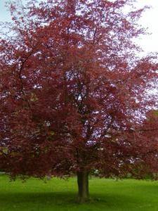 Red tree in the park