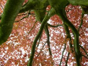 Red tree in the park 4
