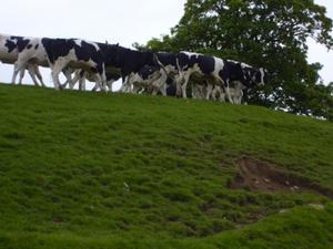Herd of cows watching us walk