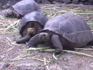 Galapagos Tortoise at the Charles Darwin Station