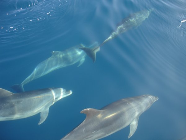 Dolphins on the way to Gordon Rocks