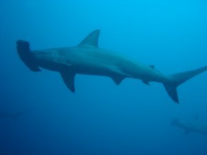 Hamerhead shark in Galapagos
