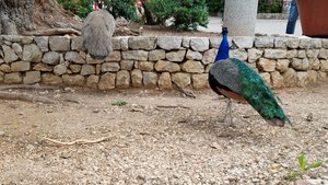 Peacock at port
