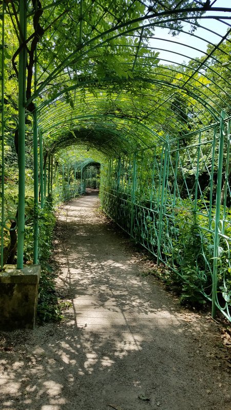 Path with wisteria