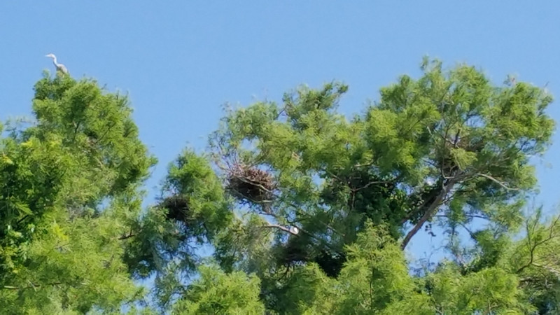 Stork nests.