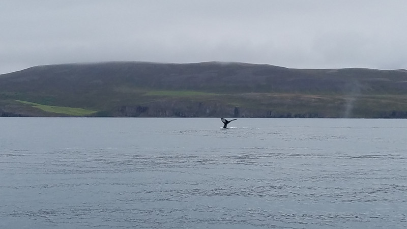 That's it - that's the whale we spotted.