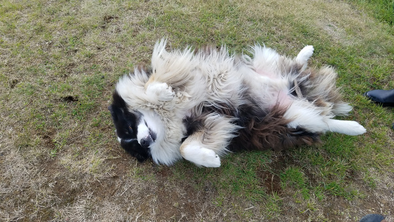 Local dog that loves a belly rub