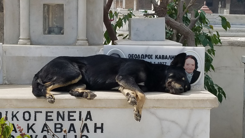 Dog resting at Cemetery