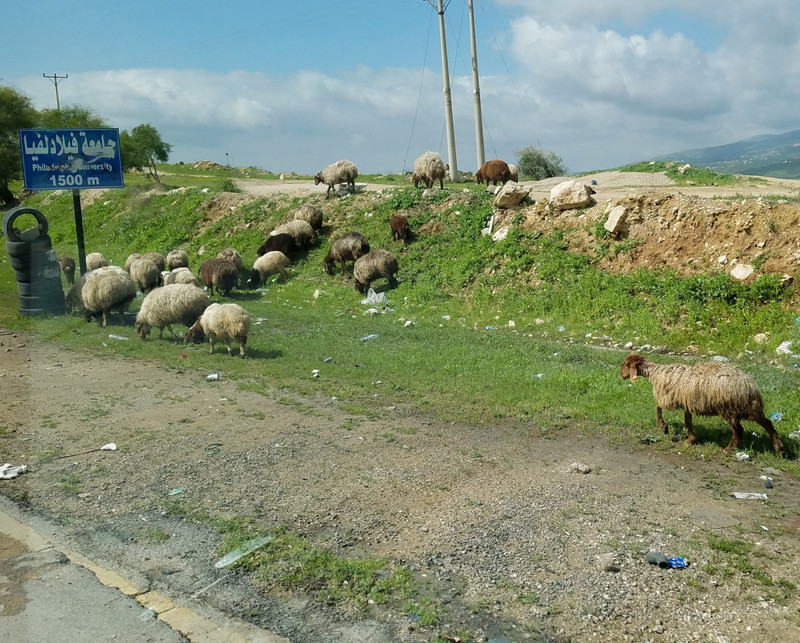 Sheep along road