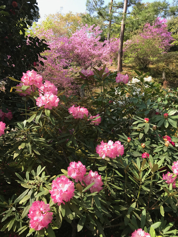 PINK RHODODENDRON