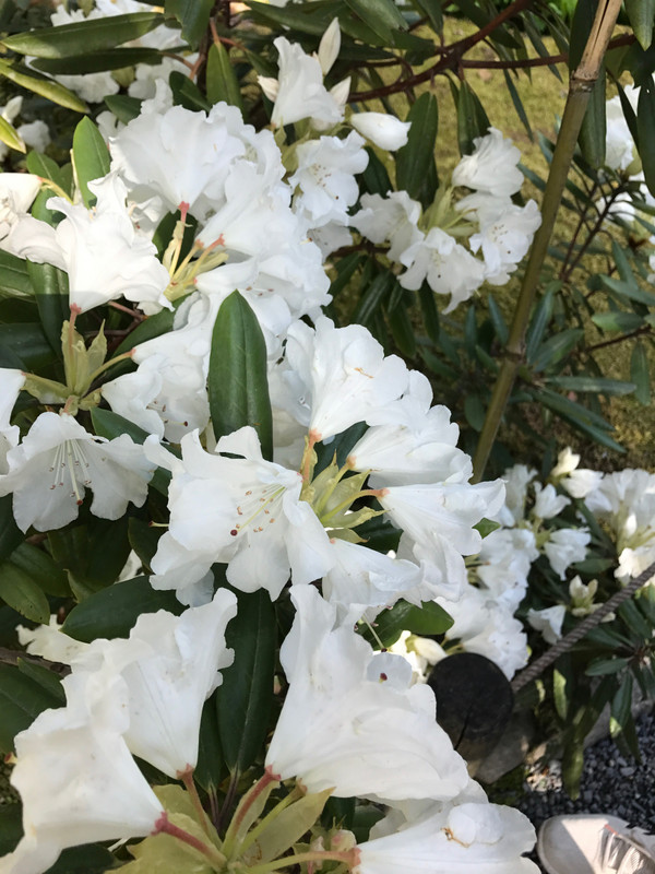 WHITE RHODODENDRON