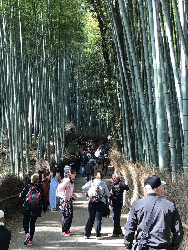 ENTRANCE INTO BAMBOO FOREST