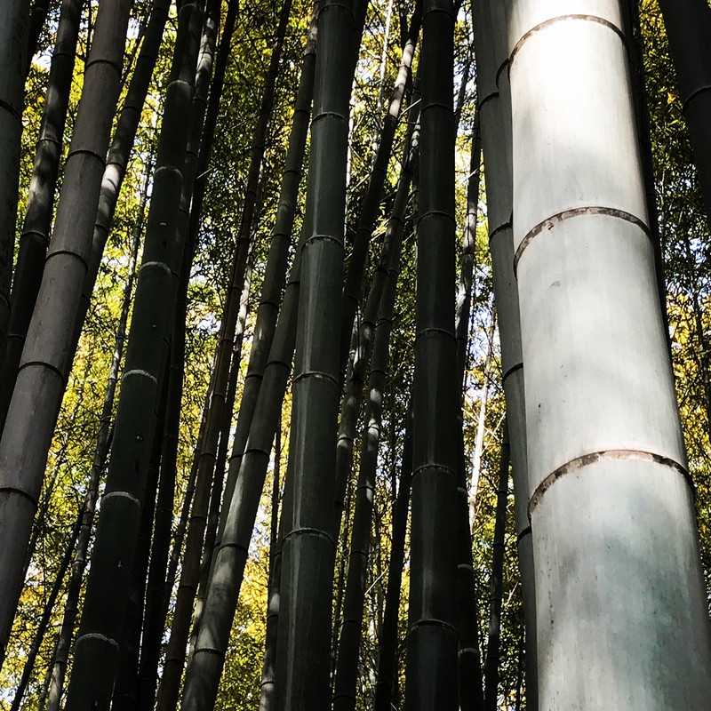 BAMBOO FOREST