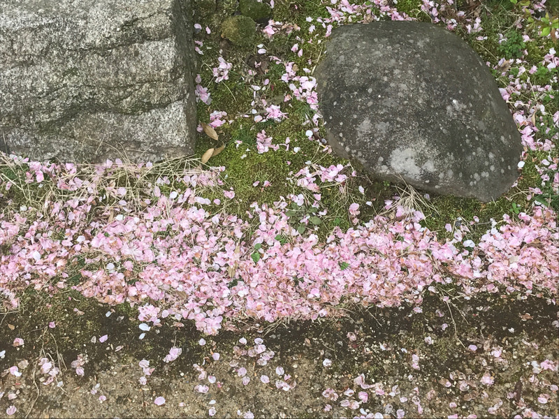 CHERRY BLOSSOM "SNOW" FORMED BY FALLED PETALS