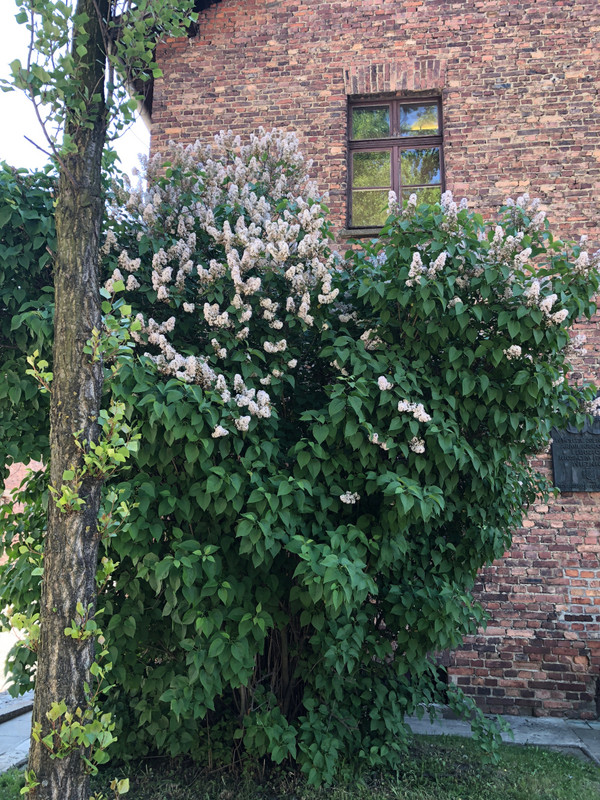 LILAC BUSH IN BLOOM WITHIN CAMP