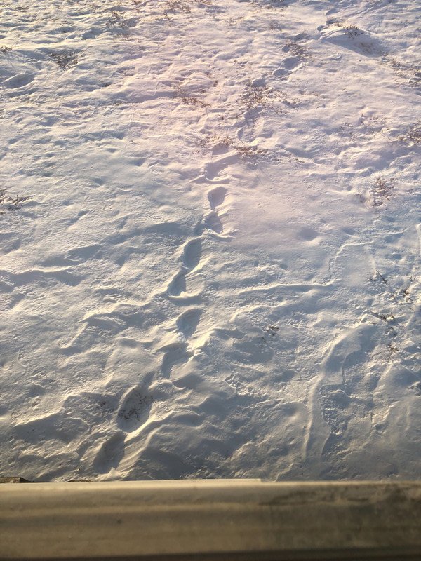BEAR TRACKS IN SNOW