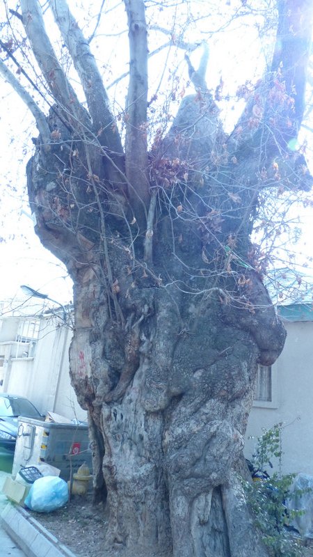 800 YEAR OLD TREE ON ROAD TO KHOMEINI'S HOUSE