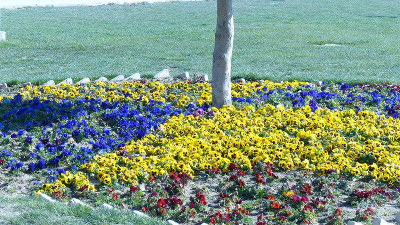 FLOWER BED IN SQUARE