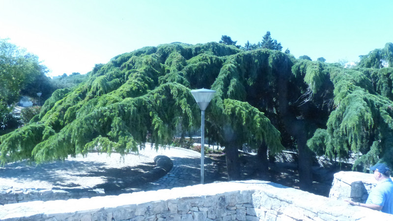 OLD PINE TREE IN ALBEROBELLO
